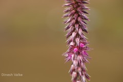 Achyranthes bidentata